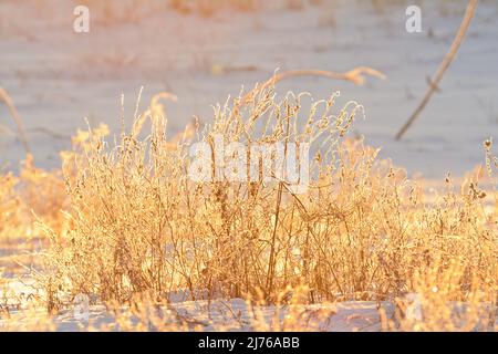 Wintermorgen Sonnenaufgang strahlendes Licht auf mattierten trockenen Pflanzen Stockfoto