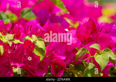 Bougainvillea, Dusit Thani Hotel Resort, Hua hin, Prachuap Khiri Khan, Thailand, Golf von Thailand, Asien Stockfoto