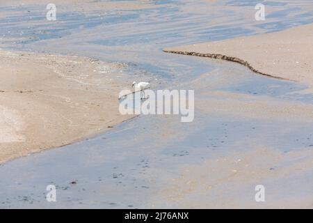 Weißer Reiher am Strand, (Casmerodius albus), Dusit Thani Hotelkomplex, Hua hin, Prachuap Khiri Khan Provinz, Thailand, Golf von Thailand, Asien Stockfoto