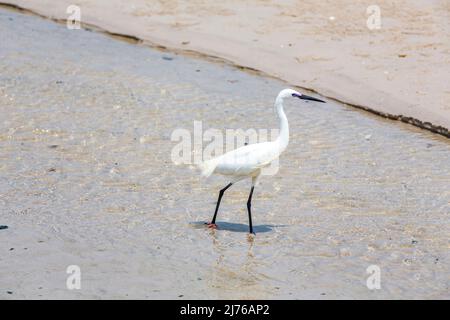 Weißer Reiher am Strand, (Casmerodius albus), Dusit Thani Hotelkomplex, Hua hin, Prachuap Khiri Khan Provinz, Thailand, Golf von Thailand, Asien Stockfoto