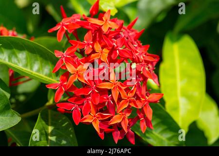 Ixora Coccinea Flower, Dusit Thani Hotel Resort, Hua hin, Prachuap Khiri Khan Provinz, Thailand, Golf von Thailand, Asien Stockfoto