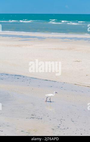 Weißer Reiher am Strand, (Casmerodius albus), Dusit Thani Hotelkomplex, Hua hin, Prachuap Khiri Khan Provinz, Thailand, Golf von Thailand, Asien Stockfoto