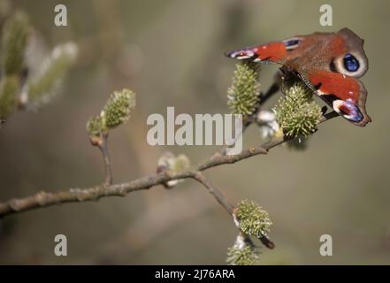 Pfauenschmetterling (Aglais io) auf Weide (Salix) Stockfoto