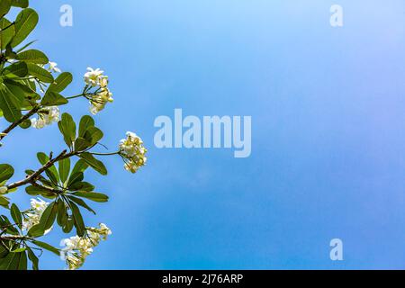 Frangipani, (Plumeria alba), Tempelbaum, Dusit Thani Hotelkomplex, Hua hin, Prachuap Khiri Khan Provinz, Thailand, Golf von Thailand, Asien Stockfoto