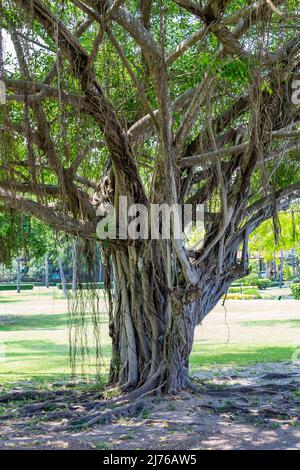 Banyan Fig, (Ficus benghalensis), Ficus Tree, Dusit Thani Hotelkomplex, Hua hin, Prachuap Khiri Khan Provinz, Thailand, Golf von Thailand, Asien Stockfoto