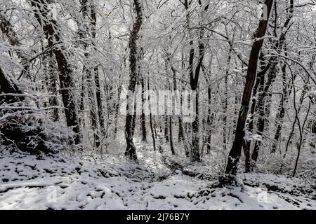 Europa, Polen, Niederschlesien, Grodziec / Gröditzberg, Wald, Winter Stockfoto