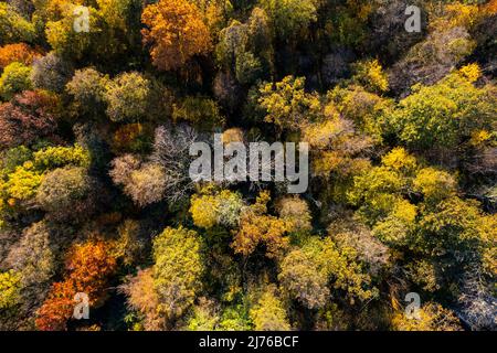 Europa, Polen, Niederschlesien, Wald rund um die Burg Grodziec / Groditzburg Stockfoto