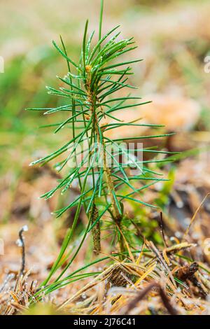 Junge Waldkiefer, Pinus sylvestris, Natur im Detail, Stockfoto