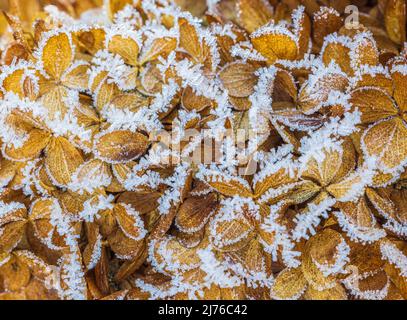 Eine verblasste braune Hortensienblume, Nahaufnahme, Raureif, Hintergrundbild Stockfoto