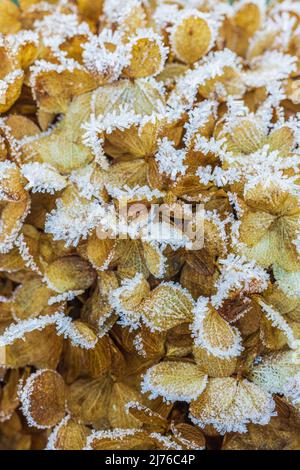 Eine verblasste braune Hortensienblume, Nahaufnahme, Raureif, Hintergrundbild Stockfoto