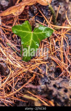 Ivy (Hedera Helix), Blatt, Nahaufnahme, Stillleben im Wald Stockfoto