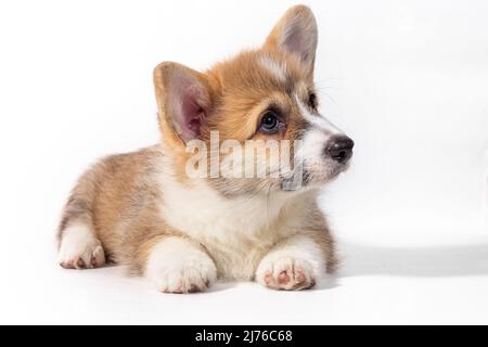 Pembroke Welsh Corgi Welpe sitzt vorne. Isoliert auf weißem Hintergrund Stockfoto