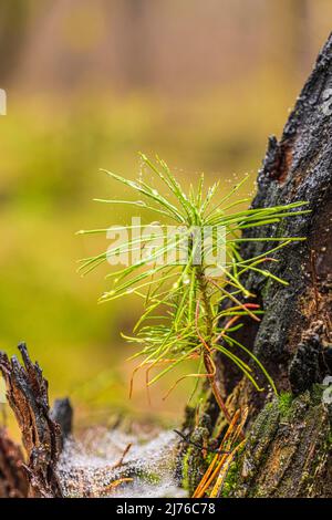 Junger Waldkies, Pinus sylvestris, Nahaufnahme, verkohltes Holz und frische Vegetation. Stockfoto