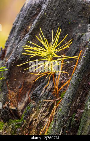 Junger Waldkies, Pinus sylvestris, Nahaufnahme, verkohltes Holz und frische Vegetation. Stockfoto