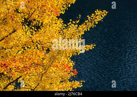 goldene Espenblätter über dunklem Wasser, Deutschland, Hessen, Naturpark Lahn-Dill-Bergland Stockfoto