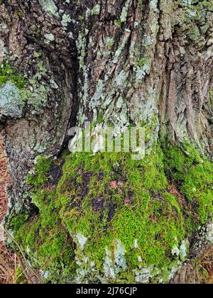 Flechten auf Baumstamm, Kastel-Staadt, Rheinland-Pfalz, Deutschland Stockfoto