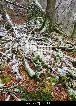 Neuschnee auf Totholz in Brechenberg bei Eppenbrunn, Pfälzerwald, Wasgau, Rheinland-Pfalz, Deutschland Stockfoto