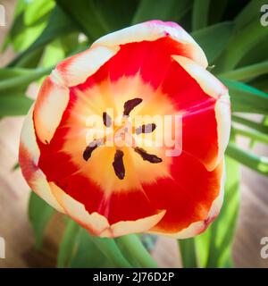 Tulpe, Blume, Makroaufnahme Stockfoto