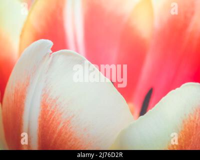Tulpe, Blume, Makroaufnahme Stockfoto