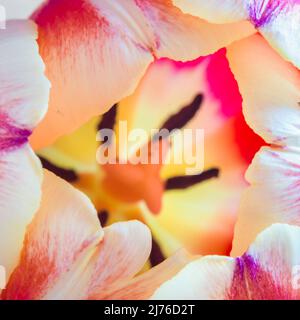 Tulpe, Blume, Makroaufnahme Stockfoto