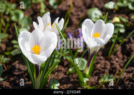 Weiße Frühlingskrokusse (Crocus vernus) aus der Nähe an einem sonnigen Tag Stockfoto