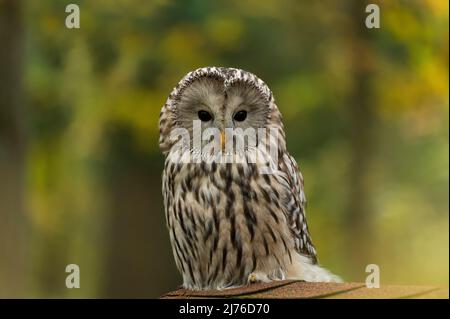 Uralkauz (Strix uralensis), im Hintergrund unverlierbar, farbenes Herbstlaub, Bispingen Greifvogelgehäuse, Lüneburger Heide, Deutschland, Niedersachsen Stockfoto