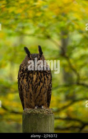 Adlerkauz (Bubo Bubo), gefangen, Wald in Herbstfarben, Greifvogelgehäuse Bispingen, Lüneburger Heide, Deutschland, Niedersachsen Stockfoto