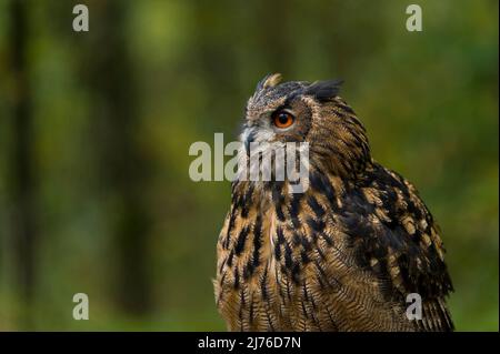 Adlerkauz (Bubo Bubo), gefangen, Greifvogelgehäuse Bispingen, Lüneburger Heide, Deutschland, Niedersachsen Stockfoto