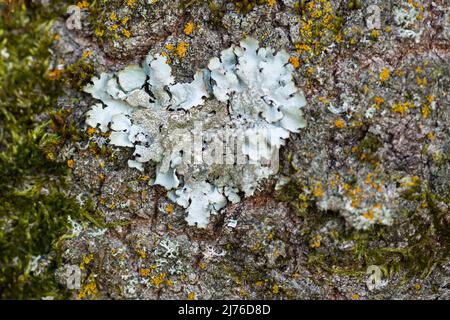 Kleines Herz aus leichter Flechte auf der Rinde eines Baumstammes, Deutschland, Hessen, Naturpark Lahn-Dill-Bergland Stockfoto