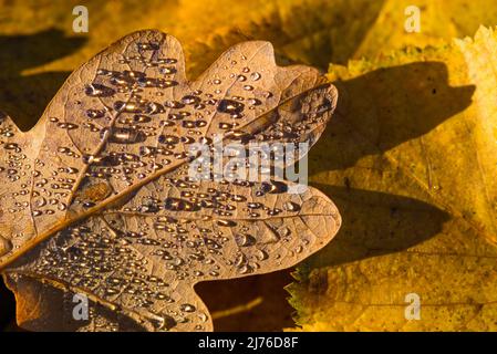 Wassertropfen auf einem herbstlich gefärbten Eichenblatt leuchten im Sonnenlicht, Deutschland, Hessen, Naturpark Lahn-Dill-Bergland Stockfoto