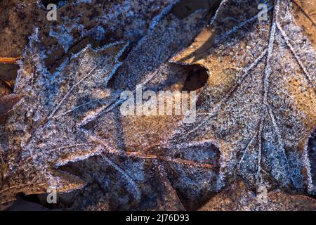 Herbstfarbene Blätter roter Eiche bedeckt mit Reif, Deutschland, Hessen, Naturpark Lahn-Dill-Bergland Stockfoto