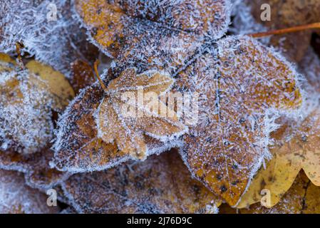 Ahornblätter mit Reif bedeckt, Deutschland, Hessen, Naturpark Lahn-Dill-Bergland Stockfoto