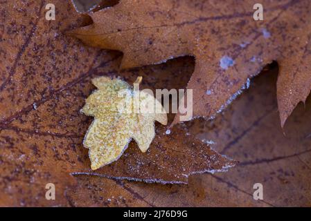 Herbstfarbene Blätter aus Ahorn und roter Eiche, Raureif, Deutschland, Hessen, Naturpark Lahn-Dill-Bergland Stockfoto