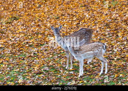 Damwild (Dama dama), gefangen, Herbststimmung, Deutschland Stockfoto