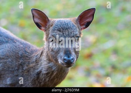 Damwild (Dama dama), Jungtier, gefangen, Herbststimmung, Deutschland Stockfoto