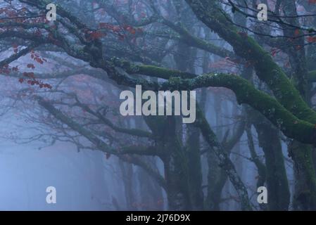 Dichter Nebel im Krüppel-Buchenwald bei La Schlucht, die letzten Blätter hängen an den mit Moos und Flechten bedeckten Bäumen, den Vogesen, Frankreich, der Region Grand Est, dem Regionalen Naturpark Ballons des Vosges Stockfoto