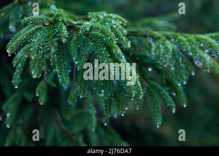 Wassertropfen auf Fichtenzweigen, Frankreich, Vogesen Stockfoto