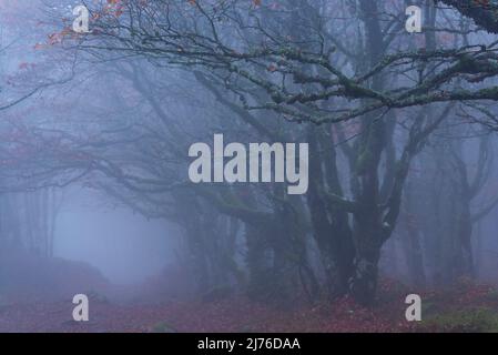 Dichter Nebel im Krüppel-Buchenwald bei La Schlucht, die letzten Blätter hängen an den mit Moos und Flechten bedeckten Bäumen, den Vogesen, Frankreich, der Region Grand Est, dem Regionalen Naturpark Ballons des Vosges Stockfoto