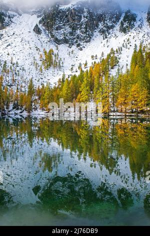 Herbstbeginn am Palpuogna-See spiegeln sich Lärchen und schneebedeckte Berge am Albula-Pass im Wasser, der Schweiz, Kanton Graubünden, bei Preda Stockfoto