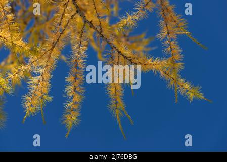 Zweig einer Lärche mit gelben Nadeln vor blauem Himmel, Herbstfarben in Engadin, Schweiz, Kanton Graubünden Stockfoto