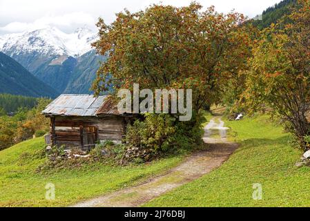 Berghütte im Lötschental, Vogelbeerbäume mit roten Früchten, Wanderweg bei Blatten, Berner Alpen, Schweiz, Kanton Wallis Stockfoto