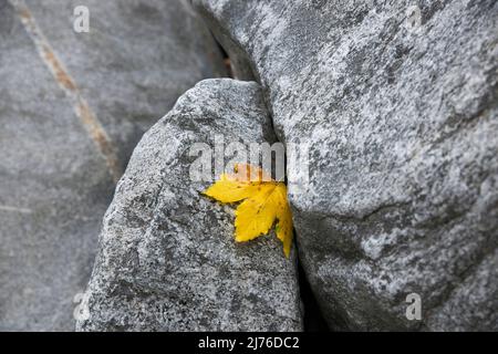 Ein gelbes Ahornblatt hängt zwischen zwei Felsen, Verzasca Valley, Schweiz, Kanton Tessin Stockfoto