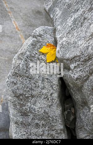 Ein gelbes Ahornblatt hängt zwischen zwei Felsen, Verzasca Valley, Schweiz, Kanton Tessin Stockfoto