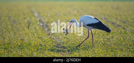 Weißstorch mit einem alten Maiskolben auf einem Feld, Ciconia ciconia, Frühling, Hessen, Deutschland, Europa Stockfoto