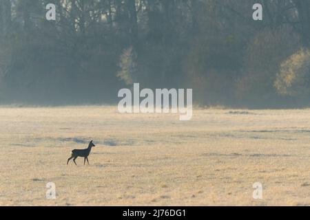 Rehe (Rehe) auf einer Wiese, Capreolus capreolus, Frühling, Hessen, Deutschland, Europa Stockfoto