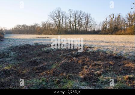 Wildschäden durch Wildschweine auf einer Wiese, Frühling, Hessen, Deutschland Stockfoto