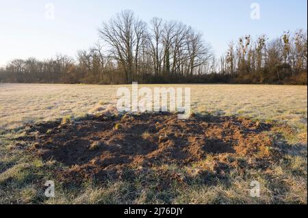 Wildschäden durch Wildschweine auf einer Wiese, Frühling, Hessen, Deutschland Stockfoto