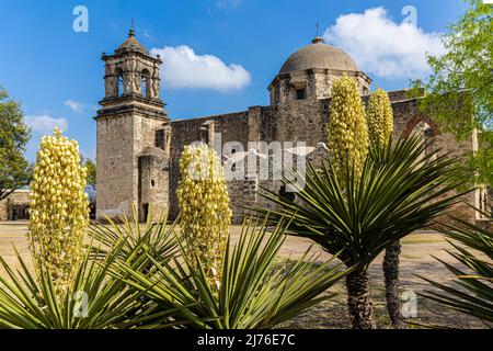 Blooming Yucca Cactus and the Mission San José, San Antonio Missions National Historical Park, San Antonio, Texas, USA Stockfoto