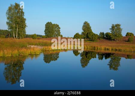 Birken spiegeln sich in einem Teich im Kienmoor in der Heidenlandschaft bei Döhle. Stockfoto