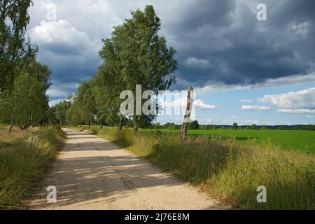 Birkengesäumter Feldweg auf dem Bauernhof Tuetsberg in der Lüneburger Heide. Stockfoto